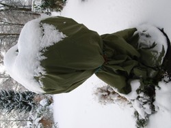 (7) Olivenbaum_Website_Sommer_Olivio unter Winterschutz.JPG