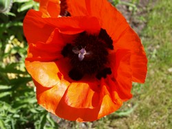(1) Website_Sommer_Prachtmohn_Blüte mit Biene.JPG