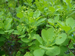 (1) Website_Sommer_Perückenstrauch_aufbrechende Blüte.JPG