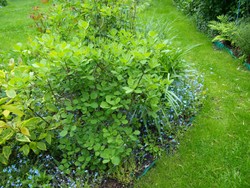 (2) Website_Sommer_Perückenstrauch_am Erblühen.JPG