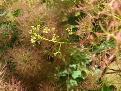 (3) Website_Sommer_Perückenstrauch_Blüte-und-Samenstand.JPG