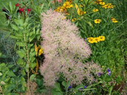 (4) Website_Sommer_Perückenstrauch_Samenrispe.JPG