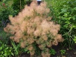 Website_Sommer_Perückenstrauch_vollerSamenansatz (5).JPG