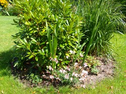 (1) Website_Sommer_Prachtkerze_Unterpflanzung.JPG