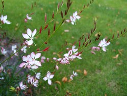 (2) Website_Sommer_Prachtkerze_Blütenähren.JPG