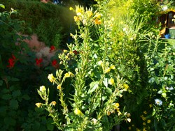 (3) Website_Sommer_Prachtkerze_Nachtkerzenvergleich.JPG