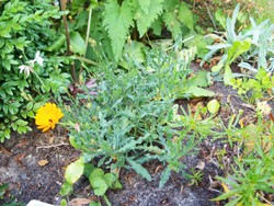 (4) Website_Sommer_Prachtkerze_am Erblühen.JPG