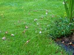 (4) Website_Sommer_Prachtkerze_mit Regenperlenschmuck.JPG