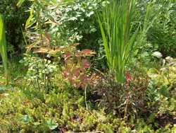 (5) Website_Sommer_Prachtkerze_Jungpflanze zwischen Stauden.JPG