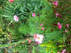 (6) Website_Sommer_Prachtkerze_rosa Prachtkerze Vorjahr zwischen Stauden.JPG