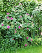 (10) Website_Sommer_Rosen_Karmesinroter Kletterer.jpg