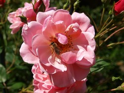 (2) Website_Sommer_Rose_Alt-Strauch.JPG