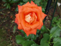 (3) Website_Sommer_Rosen BerlinerLuft.JPG