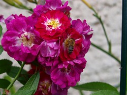 (4) Website_Sommer_Rosen_Lila Kletterer.JPG