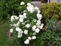 (5) Website_Sommer_Schneewittchen.JPG