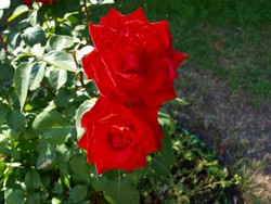 (6) Website_Sommer_Rosen_Juni2018_GranAmore.JPG