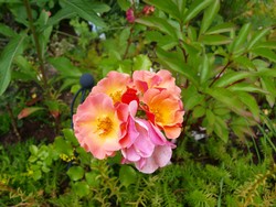 (7) Website_Sommer_Rosen_Bodendecker Pink Jazz.JPG