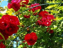 (8) Website_Sommer_Rosen_roter Kletterer.JPG