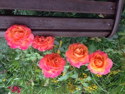 (9) Website_Sommer_Rosen_Parfum-de-Grasse.JPG