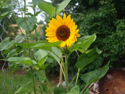 (1) Website_Sommer_Sonnenblume_Spätsommerblüte im September.JPG