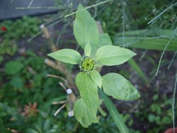 (2) Website_Sommer_Sonnenblume_Knospe im Sommer.JPG