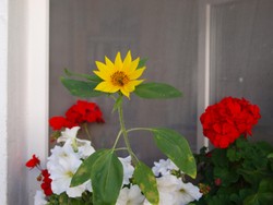 (3) Website_Sommer_Sonnenblume_Balkonkasten im August.JPG