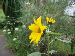 (4) Website_Sommer_Sonnenblume_Vielblütige im August.JPG