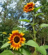 (5) Website_Sommer_Sonnenblume_braungefärbte.JPG