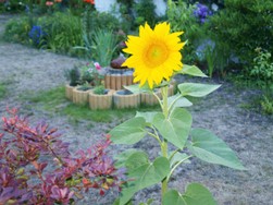 (6) Website_Sommer_Sonnenblume_Blick Richtung Osten im Juli.JPG