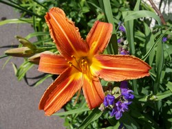 Website_Sommer_Taglilie_erblüht_MitteJuni19 (1).JPG