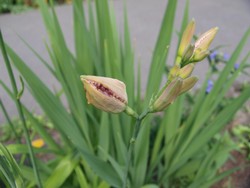 Website_Sommer_Taglilien_Knospe (2).JPG