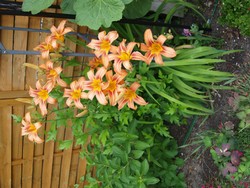 Website_Sommer_Taglilien_erblüht_MitteJuni19 (4).JPG