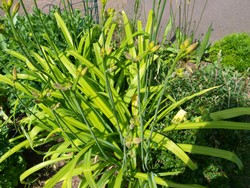 Website_Sommer_Taglilien_mit Knospen (2).JPG