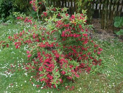 (1) Website_Sommer_Weigelie_in Blüte.JPG