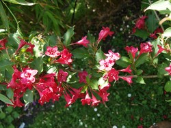 (2) Website_Sommer_Weigelie.JPG