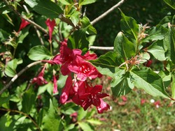 (3) Website_Sommer_Weigelie_Blüte.JPG