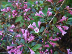 (4) Website_Sommer_Weigelie.JPG