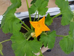 (1) Website_Sommer_Zucchini_Topf mit Blüte und Frucht.JPG