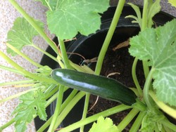 (2) Website_Sommer_Zucchini_Topf mit Frucht.JPG