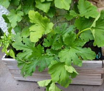 (4) Website_Sommer_Zucchini_im Rollbeet mit Gurken.JPG