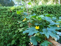 (5) Website_Sommer_Gemüse_Zucchini zur Eberesche.JPG