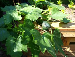 (6) Website_Sommer_Zucchini_im Hochbeet.JPG