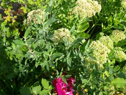 (1) Website_Herbst_Bartblume_am Austreiben.JPG