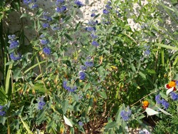 (2) Website_Herbst_Bartblume_am Erblühen.JPG