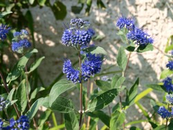 (3) Website_Herbst_Bartblume_am Erblühen.JPG