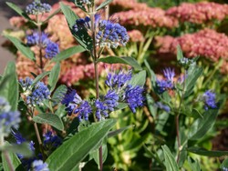 (4) Website_Herbst_Bartblime_mit Partnerstauden  im Sommer.JPG