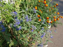 (5) Website_Herbst_Bartblume_mit Partnerstaude im Sommer.JPG