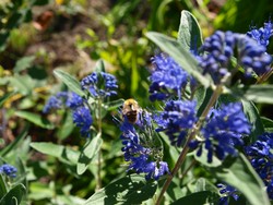 (6) Website_Herbst_Bartblume_mi kleiner Hummel.JPG