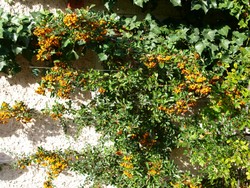 (1) Website_Herbst-Berberitze_Früchte tragend.JPG