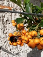 (2) Website_Herbst_Berberitze_Schlafende Hummel auf Beere.jpg